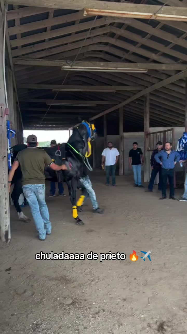 @carriles altos de jalisco🐎