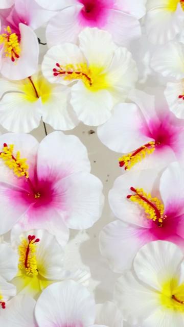 @Island Aesthetica 🌺