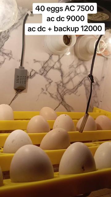 @Hazara Incubators