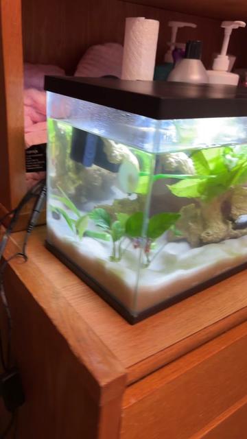 @betta fish