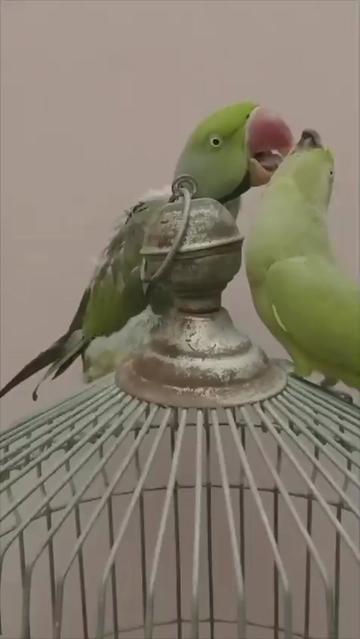 @Mehtab's Pet