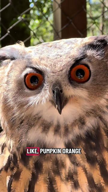 @Carolina Raptor Center