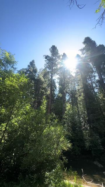@🌲