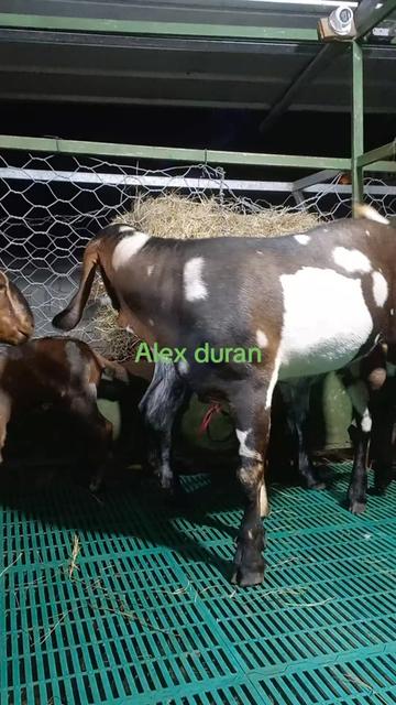 @alexduran7558