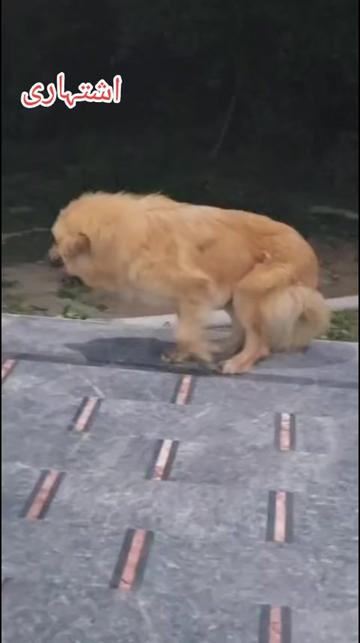 @Kashmiri_Bakrwal_Dog
