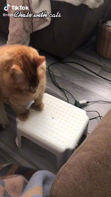 @Reznor_the_cat🪽