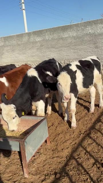 @SMART ORNAMENTAL FARM