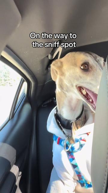 @Kayce Dog🤪🩷