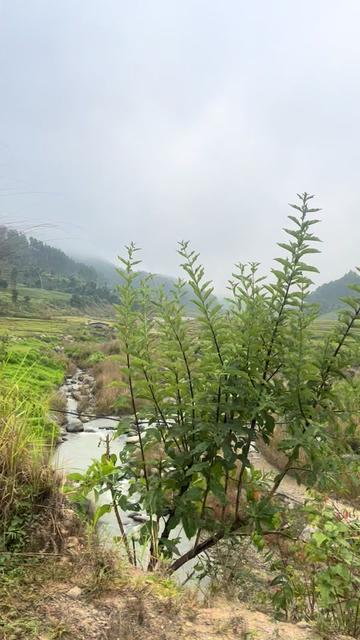 @देबकी घिमिरे