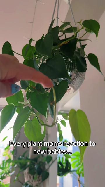 @Plant Girly 🪴