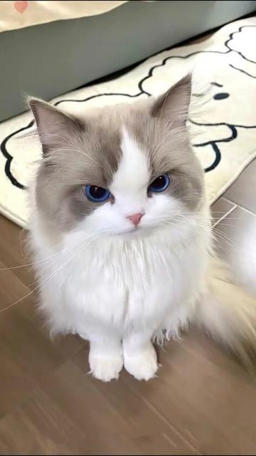 @pet home