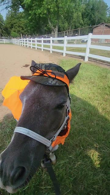 @minihorsemomandtrainer🐴🐴🐴🐴