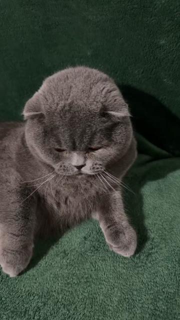 @BOBI🐈⬛