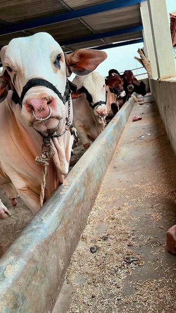 @Karachi Bull lovers