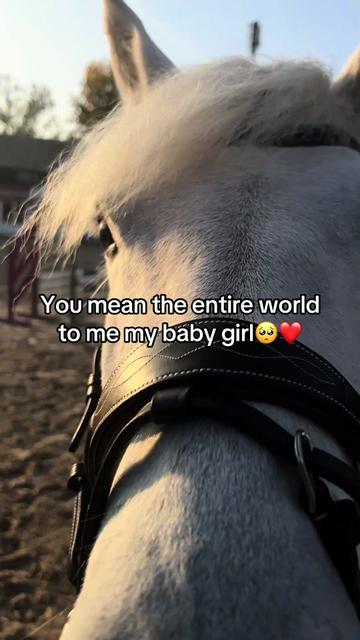 @SchimmelponyParadise