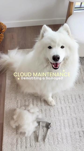 @Pupwell