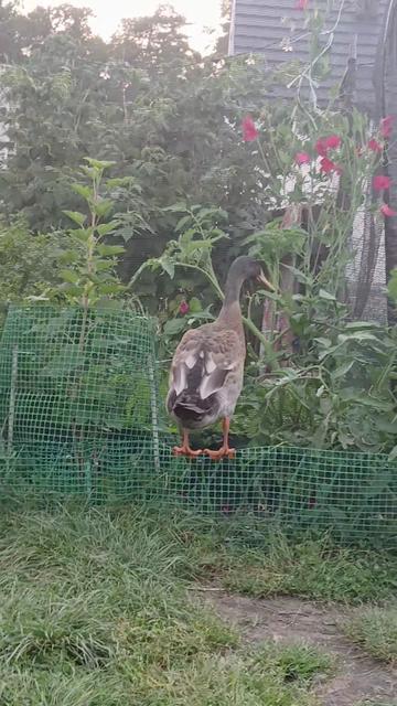 @Kaczogród u Milki🦆🦆🦆🦆