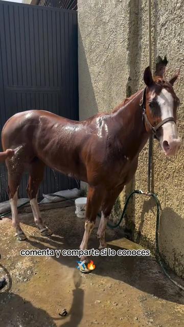 @carriles altos de jalisco🐎