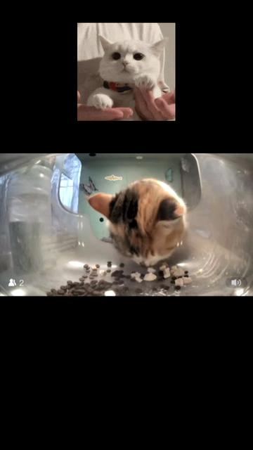 @purrrr
