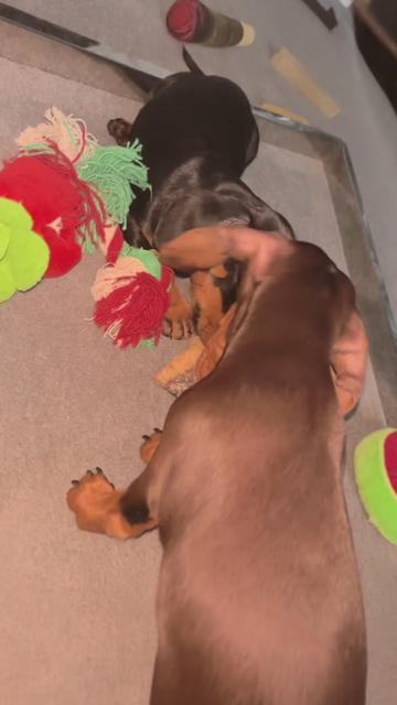 @BellaLongDog