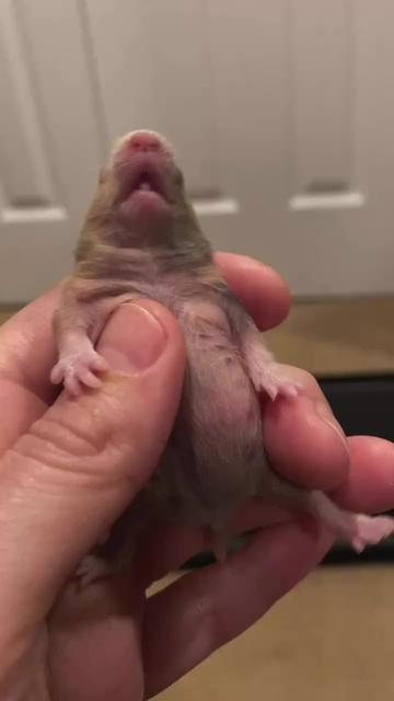 @Poppy Bee Hamstery