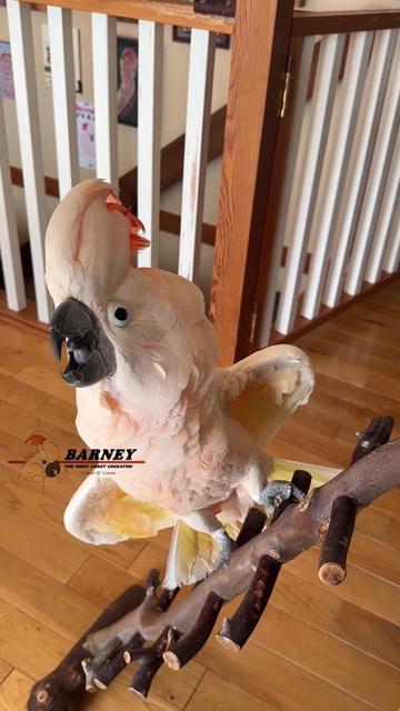 @Barney the West Coast Cockatoo