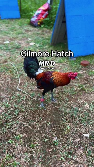 @MR D Game Farm