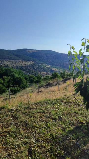 @çavuş rustem7027