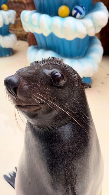@Seal2028