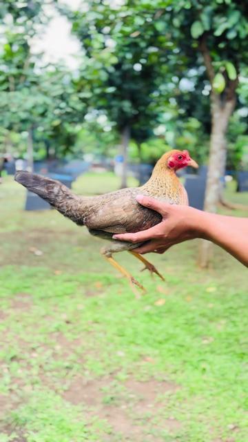 @Superline Gamefarm