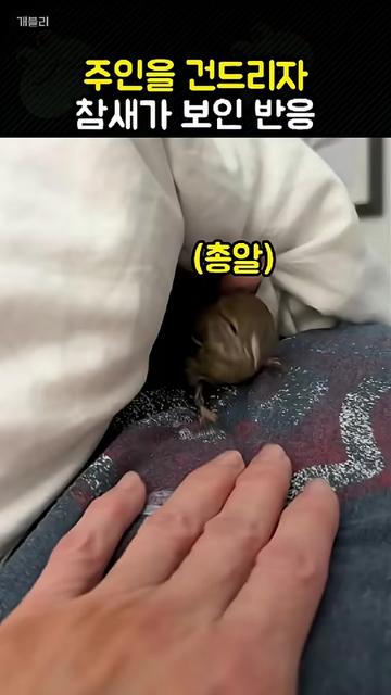 @개블리
