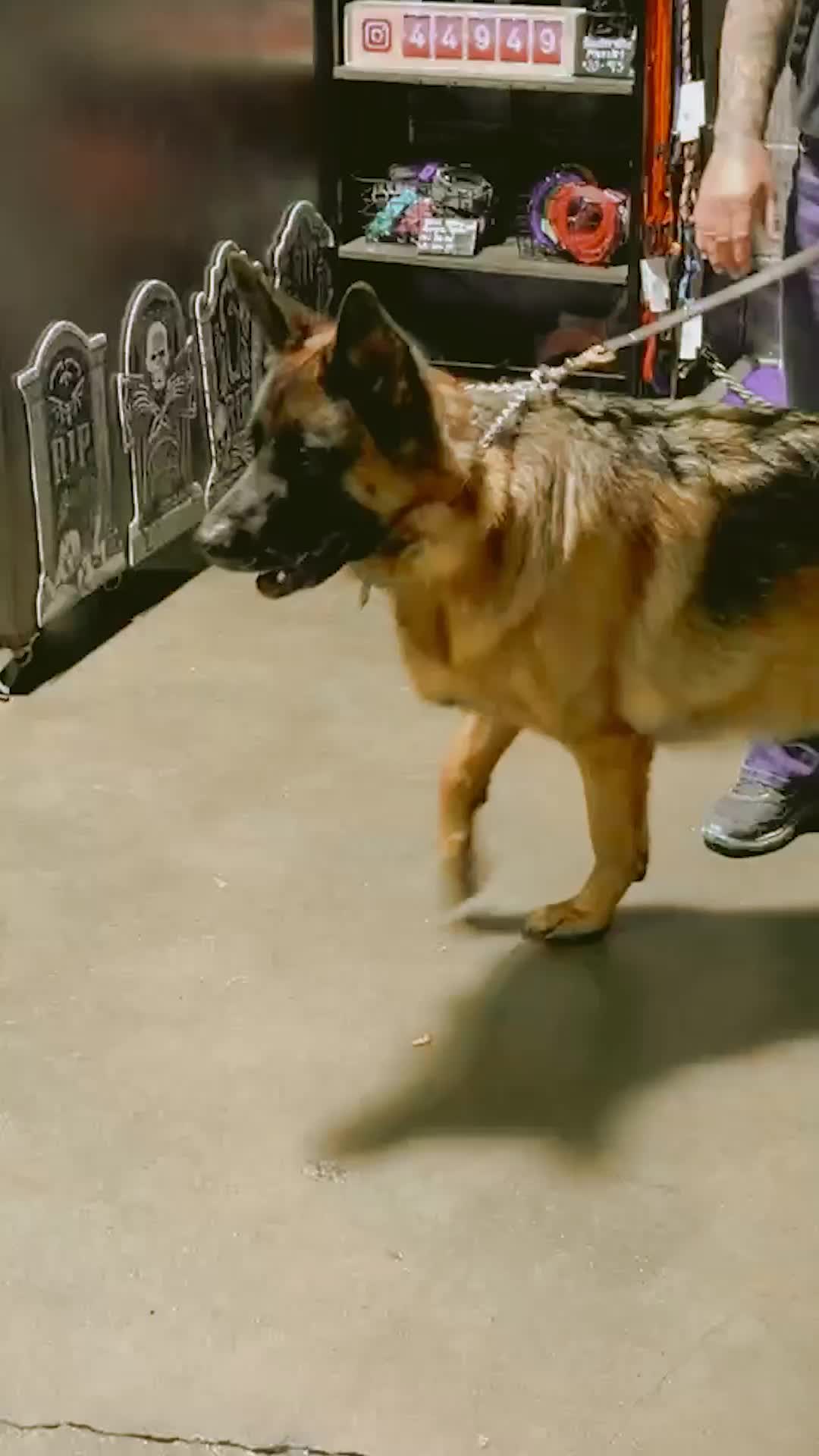 @Miracle K9 Training