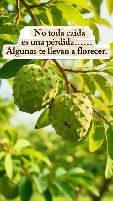@CARMEN RIVERA