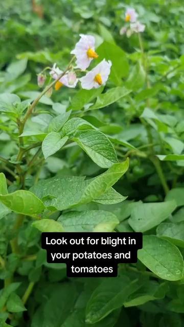 @GrowFruitandVeg