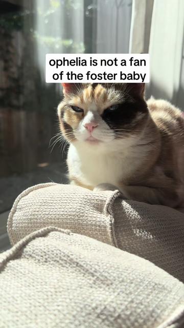 @bffs | brie’s feline friends