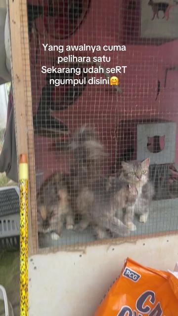 @Kucingmeongmeong