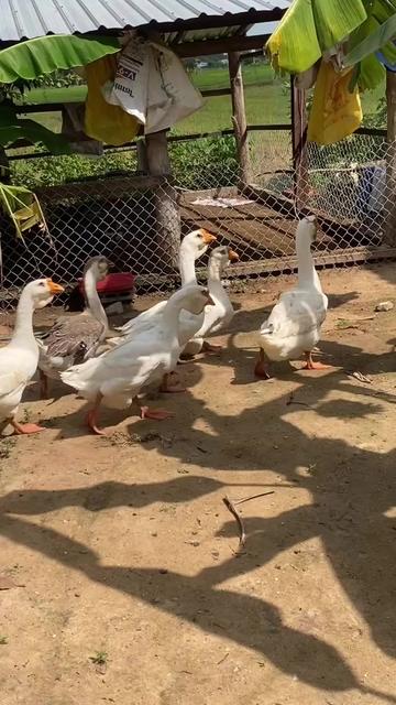 @SMART ORNAMENTAL FARM