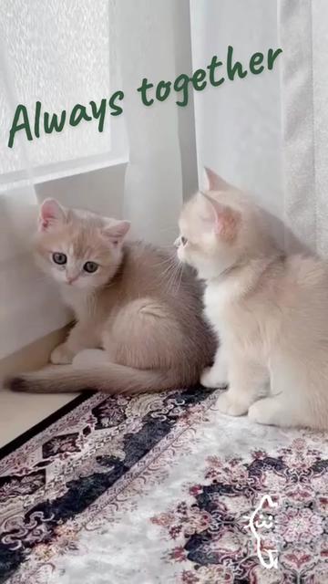 @هاملت