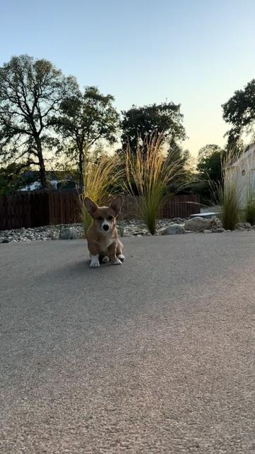 @CorgiMonty