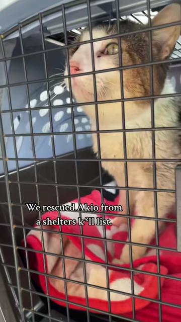 @Are We Home Yet? Cat Sanctuary