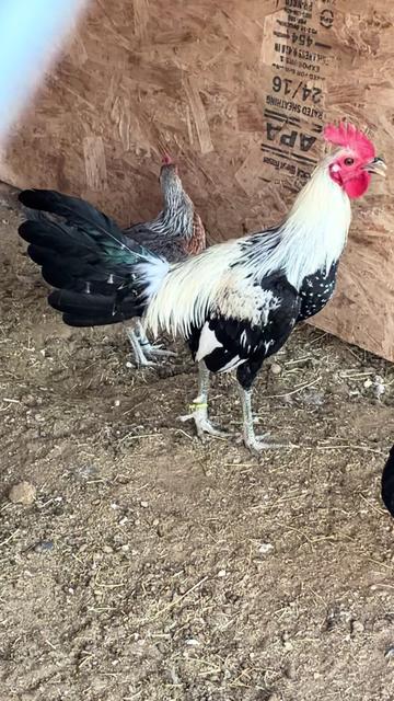 @A.MENDOZA.FARM.USA 74HWY