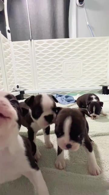 @Boston terrier puppies