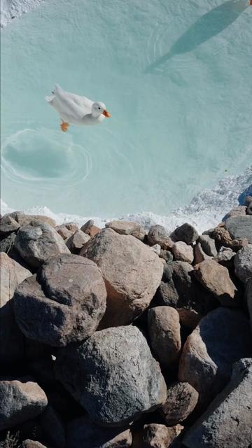 @ducks_in_space🪿🪿💦
