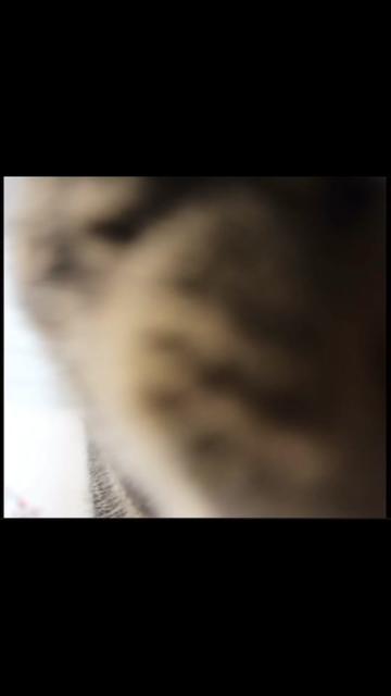 @The Fur Seasons Feline Rescue