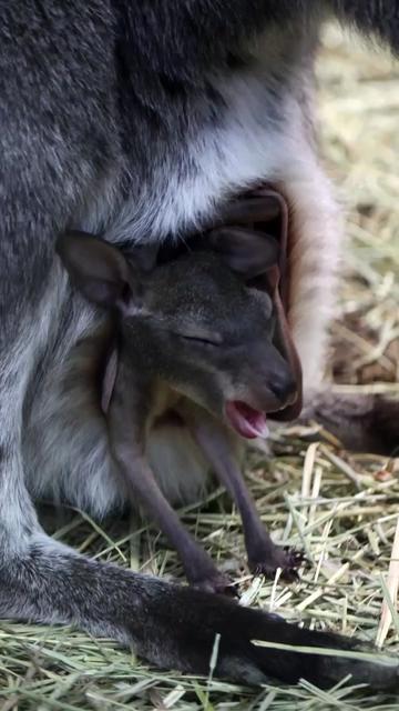 @Mundo Animal