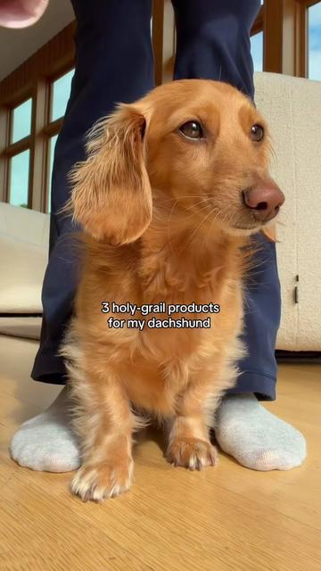 @cashewdachshund