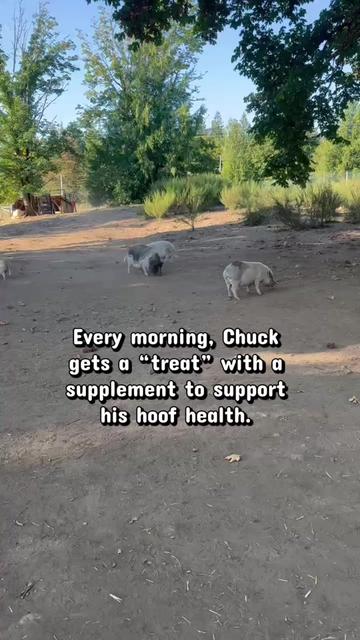 @Home for Hooves 🐽