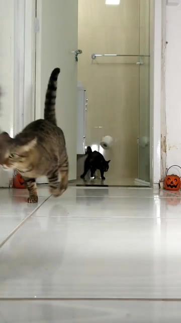 @Chonky World Of Cats