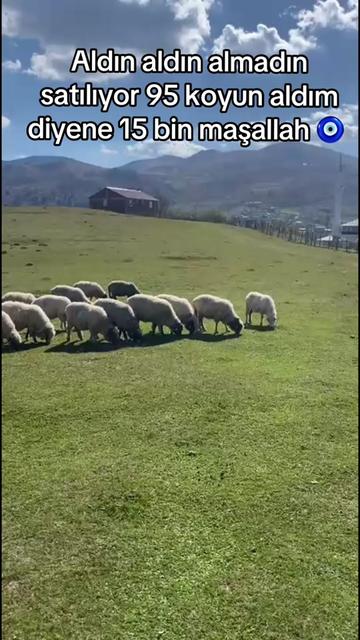 @karagozkoyunculuk2852