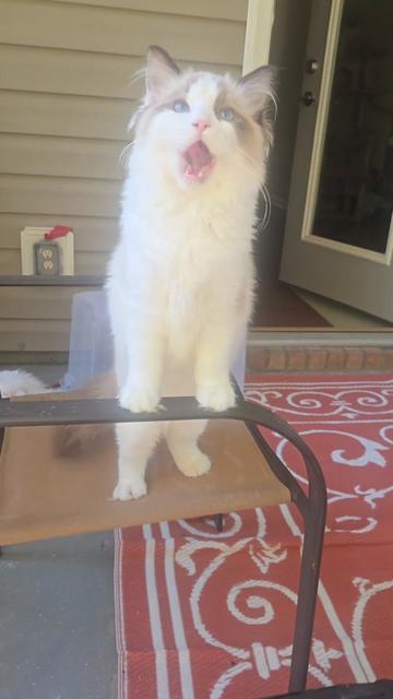 @Brittany's Beauties Kittens